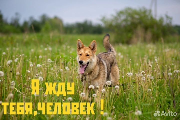 Лисоньки в поиске дома