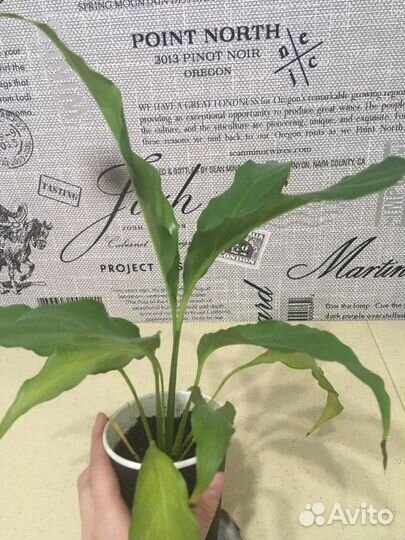 Спатифиллум