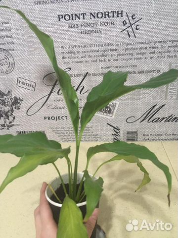 Спатифиллум