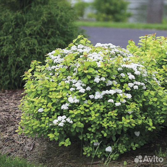 Спирея разные сорта