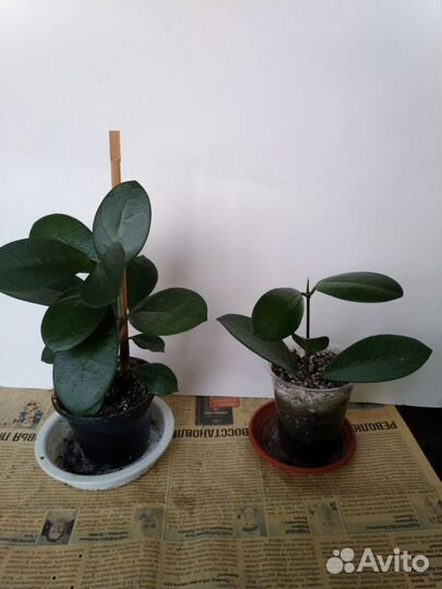 Хойя Gracilis. Хойя Australis. Хойя Каудата