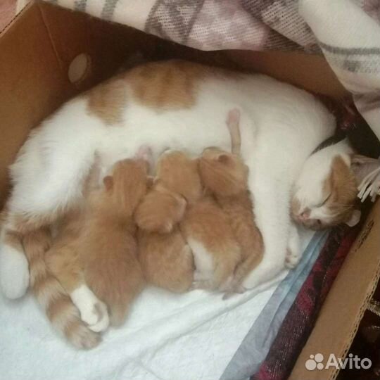 Котята в добрые руки