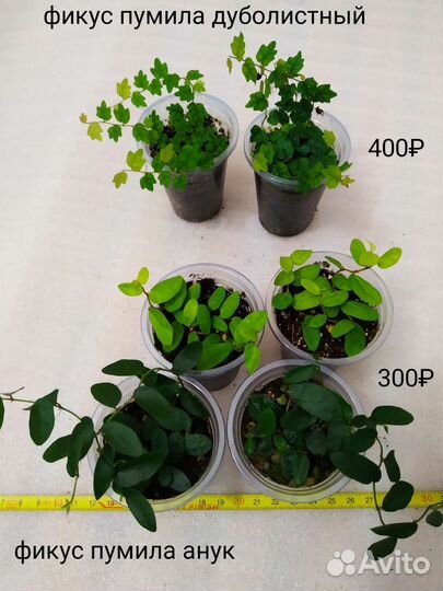 Растения для флорариума 1