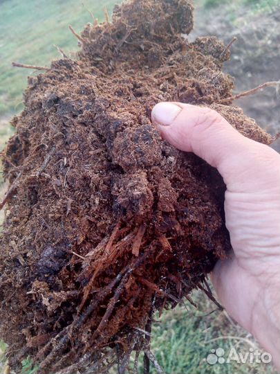 Навоз коровий