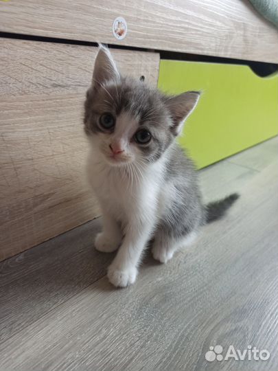 Отдам котят