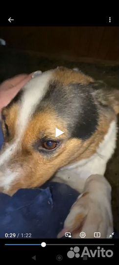 Собака в добрые руки