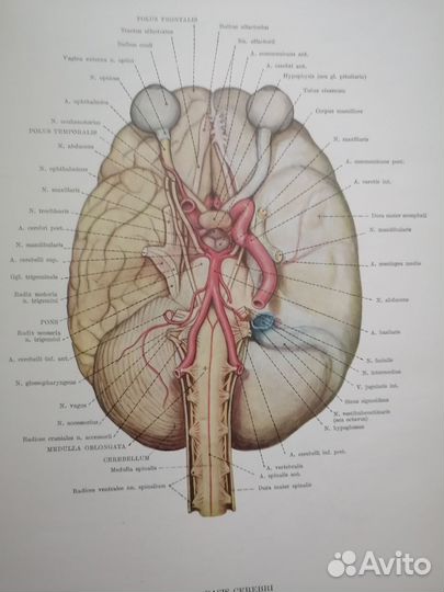 Антикварные книги медицина
