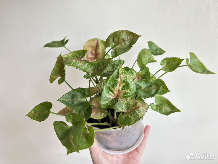 Сингониум кристмас