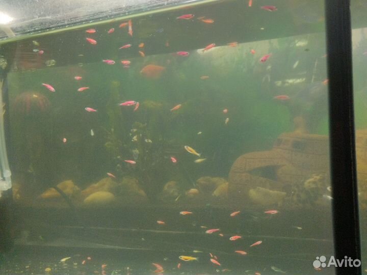 Мальки Данио glofish