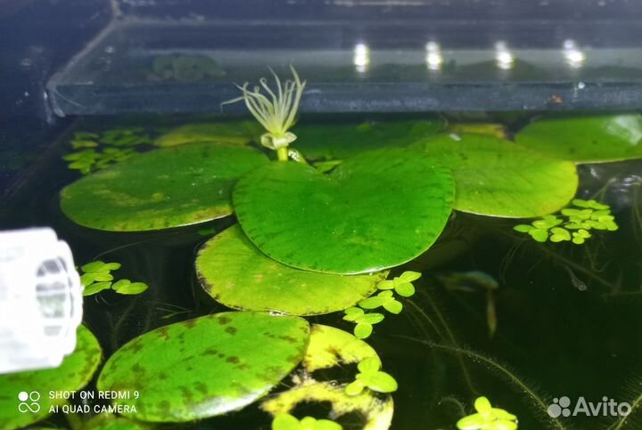 Живые растения для аквариума