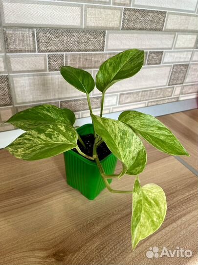 Сциндапсус /Эпипремнум укорененные отростки