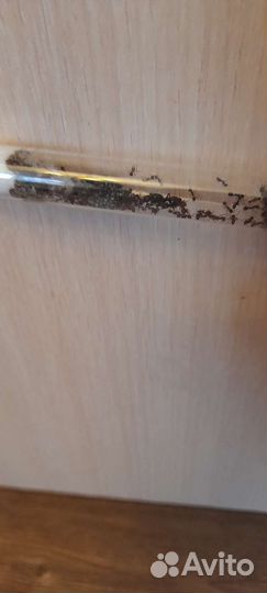 Муравьи жнецы