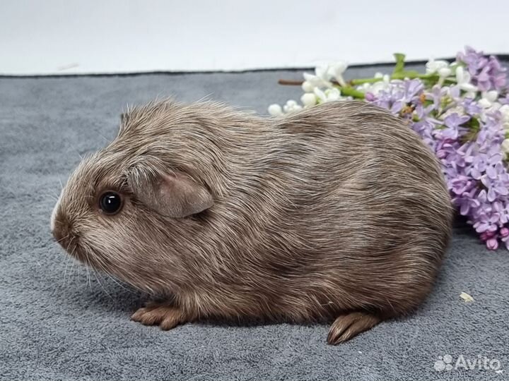 Морские свинки