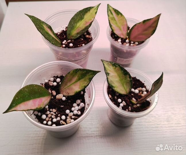 Хойя набаваненсис вар