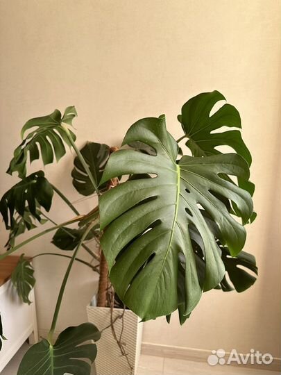 Монстера большая