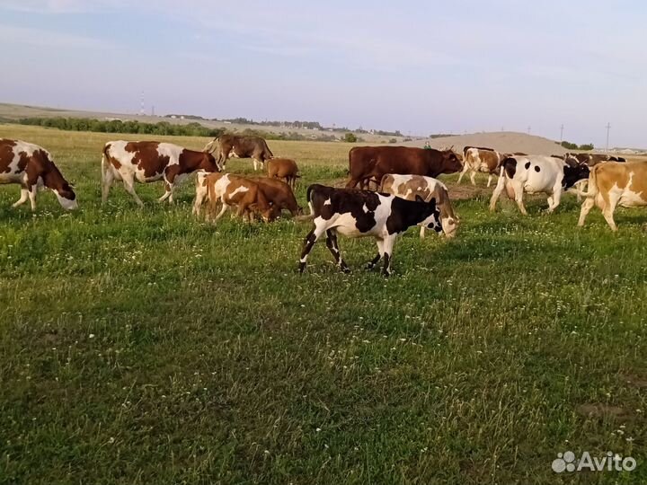 Коровы телята