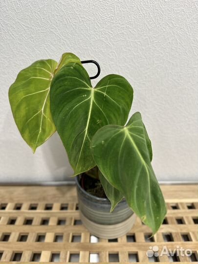 Филодендроны и сциндапсусы