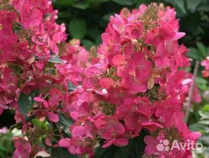 Гортензия метельчатая