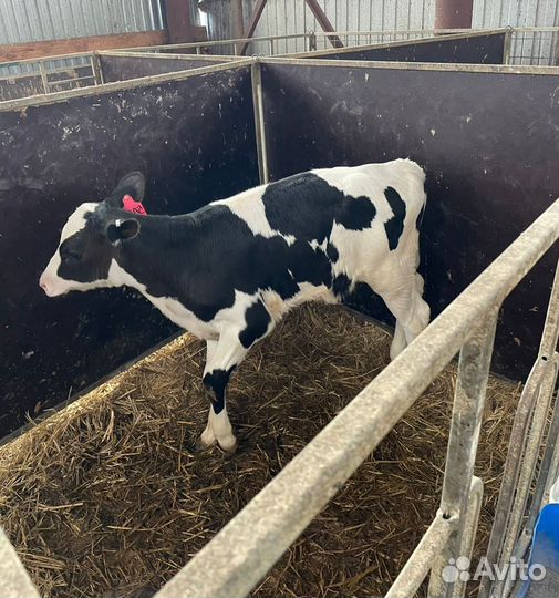 Ч Телята бычки и тёлки