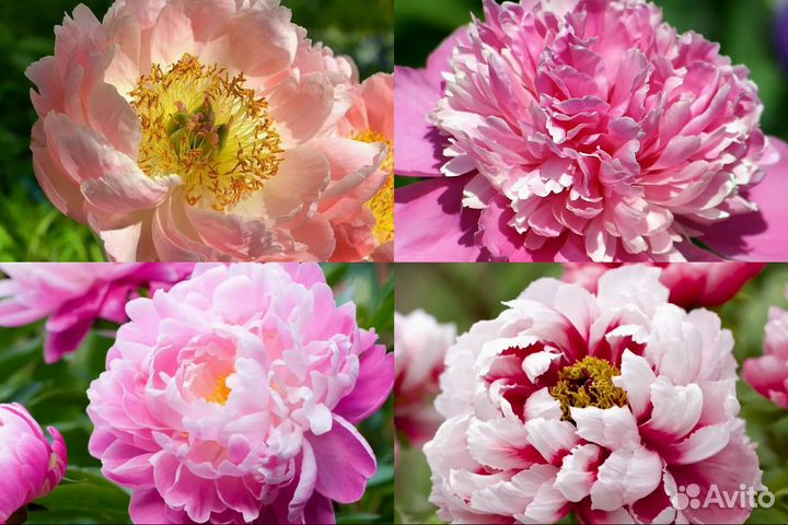 Корни Пионов Оптом