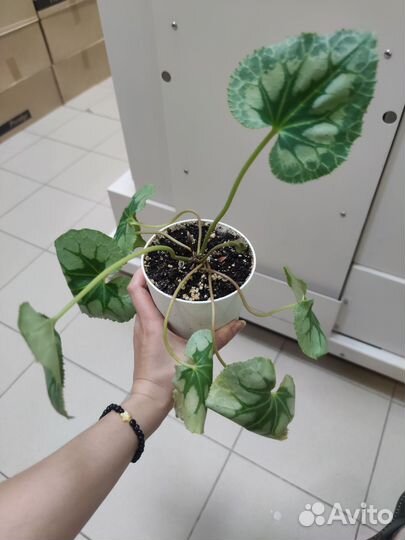 Цикламен персидский