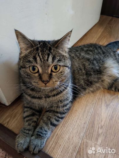 Британская кошка бесплатно