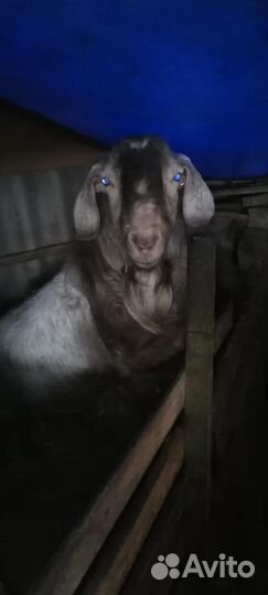 Нубийский козел