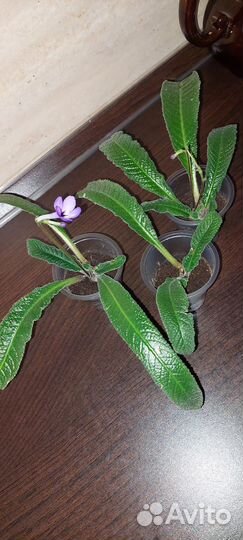 Стрептокарпус деленка