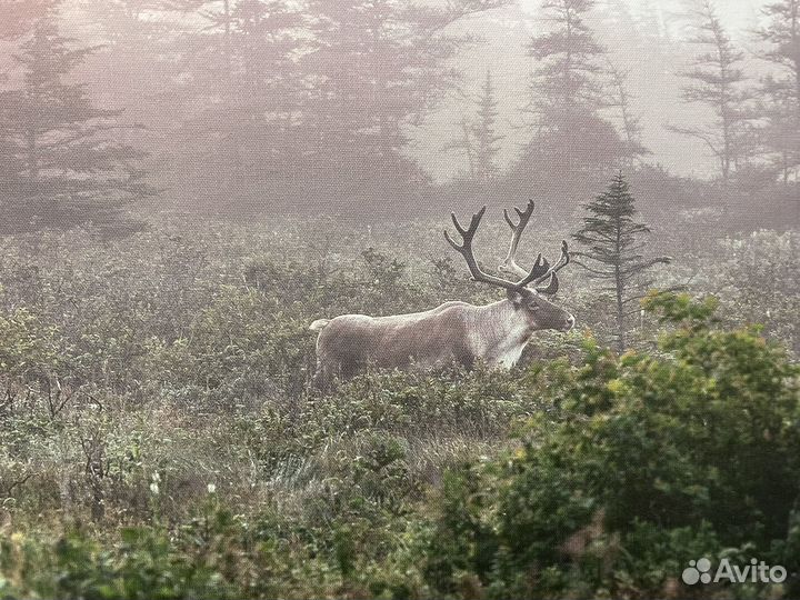 Картина постер лось