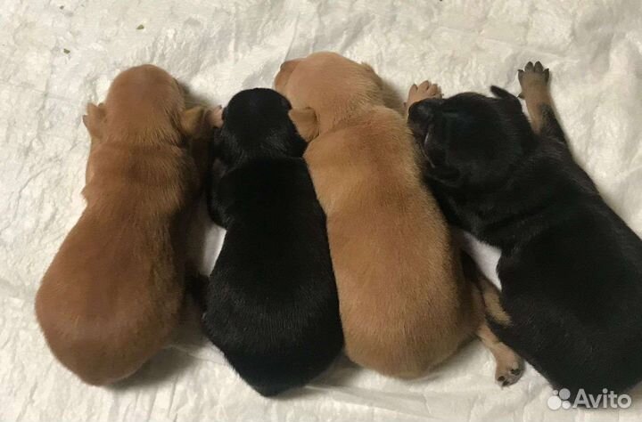 Мини той-терьер щенки