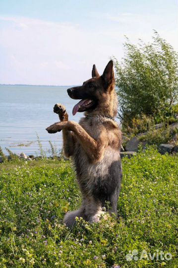 Дрессировка собак
