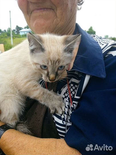 Охос азулес