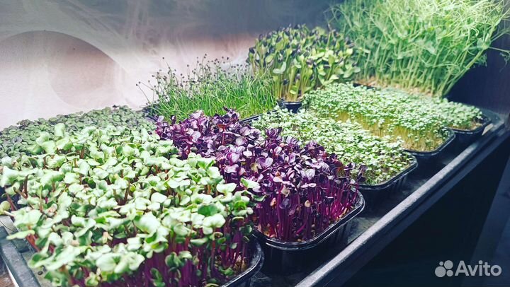 Микрозелень