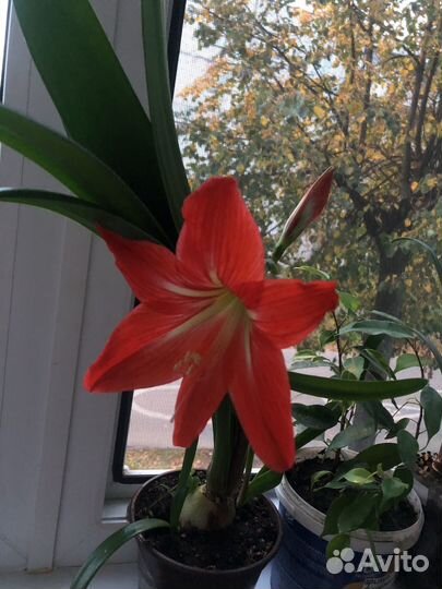 Амариллис гиппеаструм