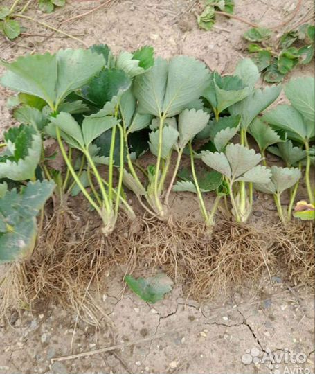 Рассада клубники антей альба ждали априка