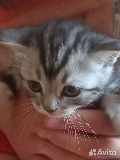 Котята шотландские