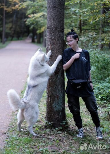 Кинолог, дрессировка собак