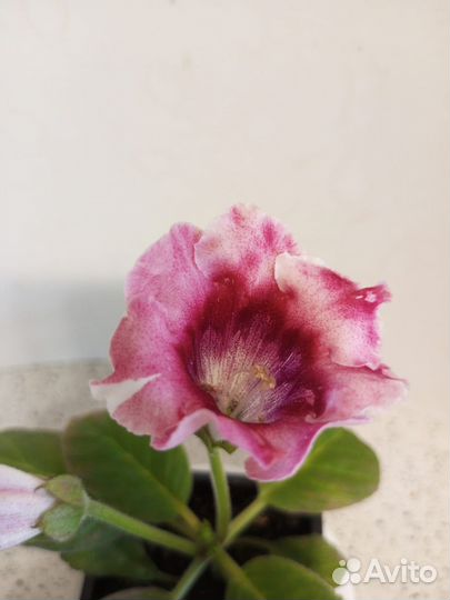 Глоксинии,Эписции