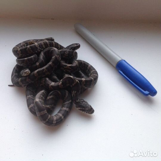 Полоз Амурский