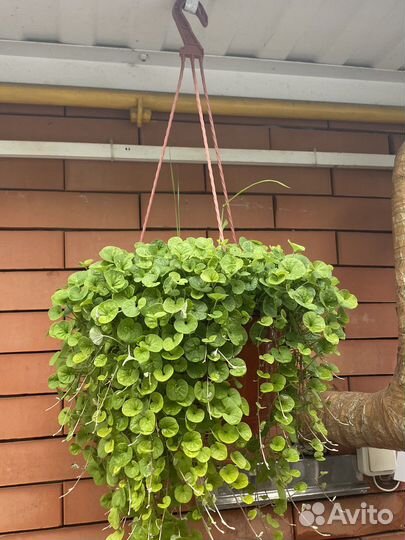 Дихондра серебристая