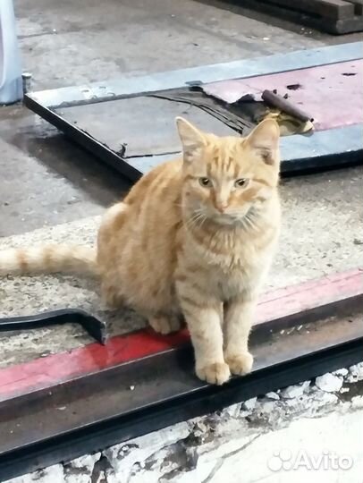 Кошечка и котик мечтают найти хороших хозяев