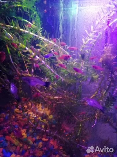 Рыбки меченосцы