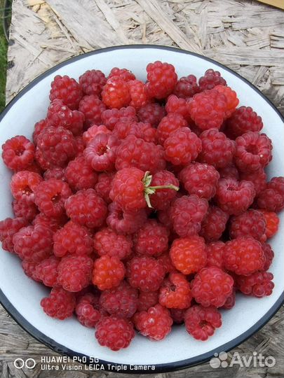 Саженцы (рассада) малины ремонтантной