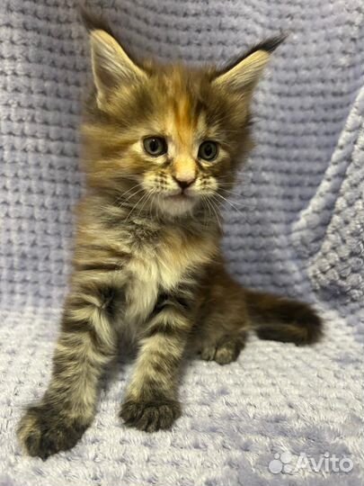 Котята мейн-кун