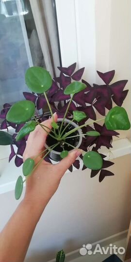 Пилея пеперомиевидная