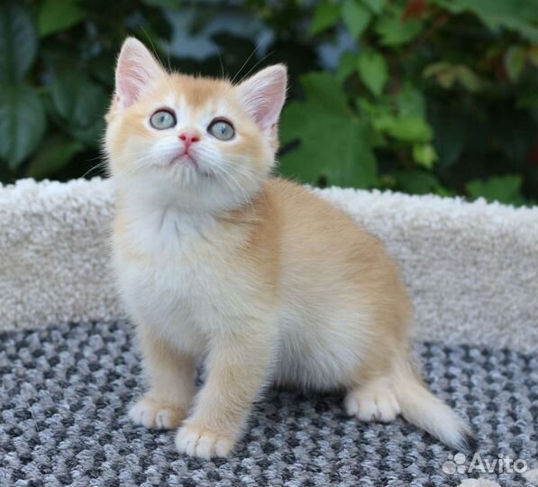 Золотые котята мальчики и девочки