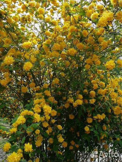 Кустарники красивоцветущие
