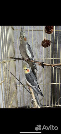 Попугай корелла с клеткой
