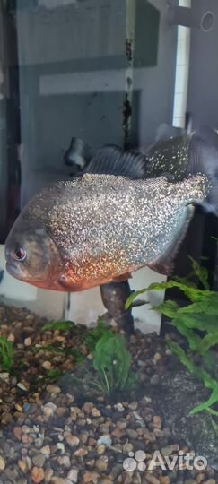 Амазонская краснобрюхая пиранья Nattereri