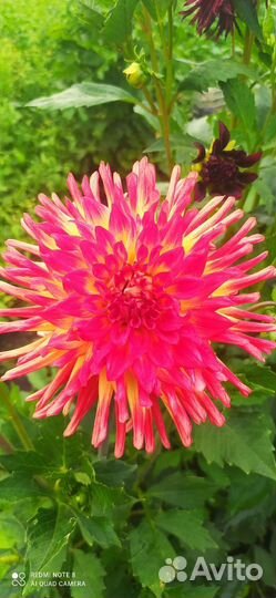 Георгины клубни